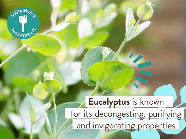 Eucalyptus Remedy Plant-Based Conditioner - Image 5